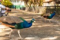 Exotic Peacocks In The Open-Air Cage Close-Up. Portrait Of A Peacock Royalty Free Stock Photo