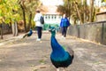 Exotic Peacocks In The Open-Air Cage Close-Up. Portrait Of A Peacock Royalty Free Stock Photo