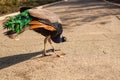 Exotic Peacocks In The Open-Air Cage Close-Up. Portrait Of A Peacock Royalty Free Stock Photo