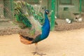 Exotic Peacocks In The Open-Air Cage Close-Up. Portrait Of A Peacock Royalty Free Stock Photo