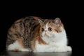 Exotic Persian cat with big beautiful eyes on black background