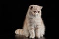 Exotic Persian cat on black background cat with big eyes