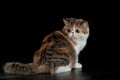Exotic Persian cat on black background pet with big eyes