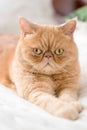 Exotic persian cat looking into camera Royalty Free Stock Photo