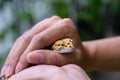 Exotic pet of Afghan yellow leopard gecko peeking from the palm of a man Royalty Free Stock Photo