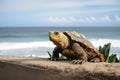 exotic pet with view of beach and ocean waves Royalty Free Stock Photo