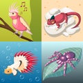 Exotic Pets 2x2 Design Concept