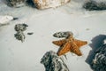 exotic photo of a starfish, beautiful underwater animal typical of the sea and the ocean Royalty Free Stock Photo