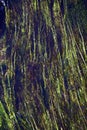 Algae at the bottom of the fast and clean Ural river. Natural background for graphic projects. Royalty Free Stock Photo