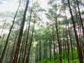 Exotic pine tree in the afternoon