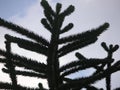 Exotic pine tree against the sky