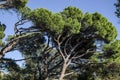 Exotic pine trees in the Alupka park