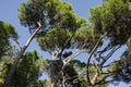 Exotic pine trees in the Alupka park