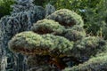 Exotic pine trees in the Partenit park Royalty Free Stock Photo
