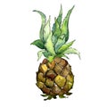 Exotic pineapple wild fruit in a watercolor style isolated.