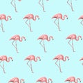 Exotic pink flamingo bird on blue seamless pattern