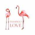 Exotic pink flamingo birds couple. Beal to beak. Heart shape. Mating season. Royalty Free Stock Photo