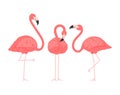 Exotic pink flamingos birds. Flamingo with pink rose feathers stand on one leg in wild african fauna. Zoo feather rosy Royalty Free Stock Photo