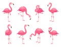 Exotic pink flamingos birds. Flamingo with rose feathers stand on one leg. Rosy plumage flam bird cartoon vector illustration Royalty Free Stock Photo