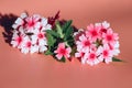 Exotic pink flowers and leaves close-up. Delicate summer flourish on a paper background