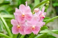 Exotic pink orchids flower in Thailand Royalty Free Stock Photo