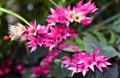 Exotic pink tropical flowers closeup in soft light airy spray of small blooms in spring light. Royalty Free Stock Photo