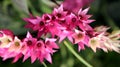 Exotic pink tropical flowers closeup in soft light airy spray of small blooms in spring light. Royalty Free Stock Photo