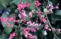 Exotic pink wine flowers in soft light airy spray of small blooms in spring light. Royalty Free Stock Photo