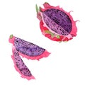 Exotic pitaya wild frukt in a watercolor style isolated.