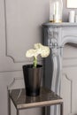 Exotic plant in a black pot on a table in a grey room with wall