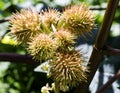 An exotic plant blooms a Colorado garden. Royalty Free Stock Photo