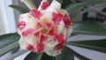 Exotic Plant Desert Rose with Flower