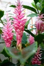 Red exotic plant and flowers alpinia in a rainy beautiful garden in guadeloupe