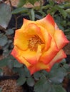 Exotic and beautiful garden with full of flowers orange rose