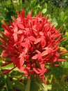 Exotic and beautiful garden with full of flowers orange rose