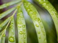 Exotic plant leaf macro photo with rain water drops Royalty Free Stock Photo