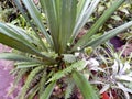 Exotic plant of Mexican agave