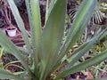 Exotic plant of Mexican agave