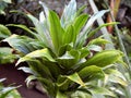 Exotic plant of Mexican agave