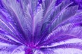 Exotic plant palm leaves close up in duo purple blue gradient tone in vibrant trendy colors. Concept fashion art. Minimal Royalty Free Stock Photo