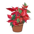 Exotic plant poinsettia isolated on white background. Tipical room plant grown indoors for home decoration