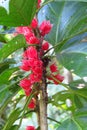 Exotic plant with red flowers, Umauma rainforest, Big Island, Hawaii