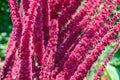 Exotic burgundy flowers close-up on green bokeh background