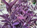 Exotic plant tradescantia purpurea. flower with purple leaves, tropical plant from hot countries. unusual color culture. purple Royalty Free Stock Photo