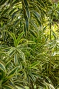 Tropical Tree, Dracaena reflexa also known as pleomele or song of India species of Dracaena Royalty Free Stock Photo