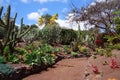 Exotic plants in botanical garden in Fuerteventura island