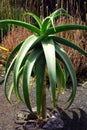 Exotic plants in botanical garden in Fuerteventura island