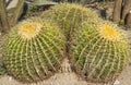 Exotic plants. (cactus) Royalty Free Stock Photo