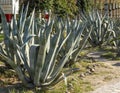 Exotic plants. cactus park. Royalty Free Stock Photo