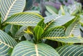 Exotic plants. Green natural background. Details of nature. Royalty Free Stock Photo